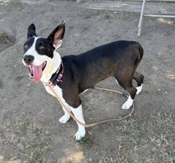 Deena -  American Staffordshire Terrier and Shepherd Dog for Adoption in Tulare, California - Deena | PetCurious