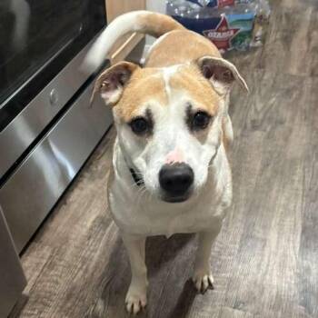 Labrador Retriever Dogs Available for Adoption - Hildy | PetCurious