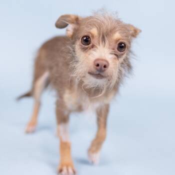 Terrier Dogs Available for Adoption in Portland, Oregon - Marina | PetCurious