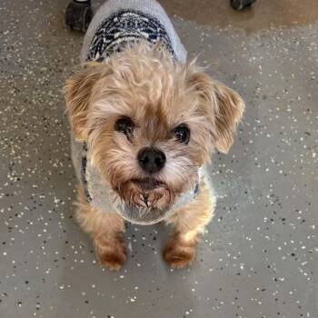 Yorkshire Terrier Dogs Available for Adoption - Alvin | PetCurious