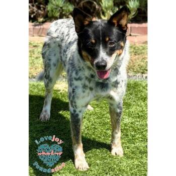 Australian Cattle Dog Blue Heeler Dogs Available for Adoption in Inglewood, California - Tucker COH | PetCurious