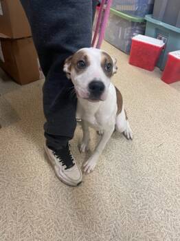 Rescue Pit Bull Terrier and Mixed Breed Dogs for Adoption in Anderson, Indiana - Mollie | PetCurious