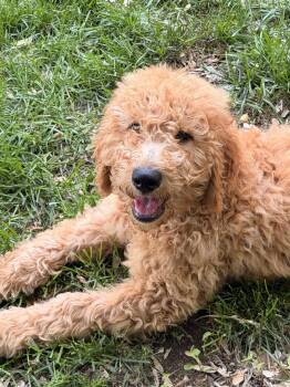 Golden Retriever and Standard Poodle Dogs Available for Adoption in Wheaton, Illinois - Dune | PetCurious