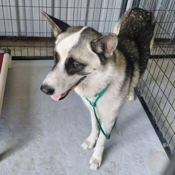 Nova 26-09-118 -  Husky Dog for Adoption in Bastrop, Texas - Nova 26-09-118 | PetCurious