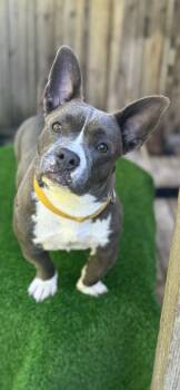 BITSY -  French Bulldog Dog for Adoption in San Francisco, California - BITSY | PetCurious