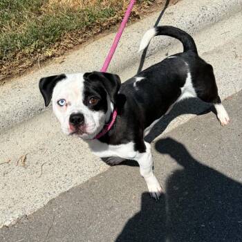 Popcorn -  English Bulldog and Mixed Breed Dog for Adoption in Concord, North Carolina - Popcorn | PetCurious