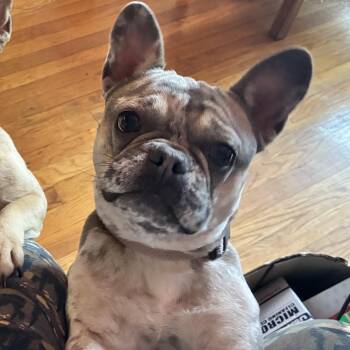 French Bulldog Dogs Available for Adoption in Richmond, Virginia - Pearl | PetCurious