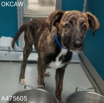 A475605 -  Australian Cattle Dog Blue Heeler Dog for Adoption in Oklahoma City, Oklahoma - A475605 | PetCurious