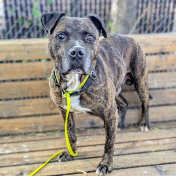 Rescue Pit Bull Terrier Dogs for Adoption in Oakland, California - Tristan | PetCurious