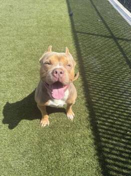 Mario -  Mixed Breed Dog for Adoption in Lafayette, Indiana - Mario | PetCurious