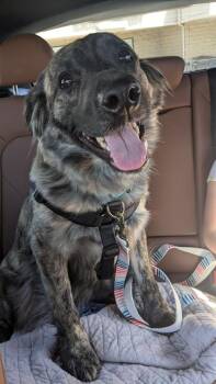 Dutch Shepherd and Australian Shepherd Dogs Available for Adoption in Aurora, Colorado - Truffle | PetCurious