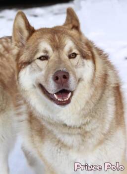 Alaskan Malamute and Mixed Breed Dogs Available for Adoption - Prince Polo | PetCurious