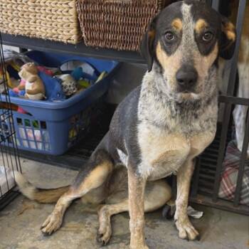 Georgia -  Hound Dog Available for Adoption in Sparta, Wisconsin - Georgia | PetCurious