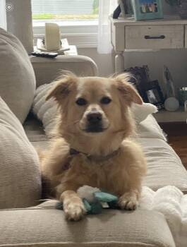 Marley* -  Australian Shepherd and Golden Retriever Dog for Adoption in Derry, New Hampshire - Marley* | PetCurious