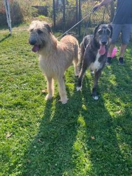 Rescue Great Dane Dogs for Adoption in Pine Beach, New Jersey - Merida And Fiona | PetCurious
