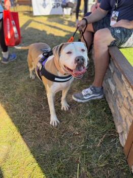 Abby -  Pit Bull Terrier and Terrier Dog for Adoption in Lovingston, Virginia - Abby | PetCurious