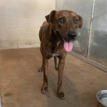 Shaun -  Shepherd Dog for Adoption in Edinburg, Texas - Shaun | PetCurious