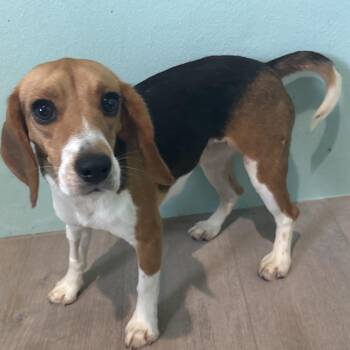 Carol 3875 -  Beagle Dog for Adoption in Loxahatchee Groves, Florida - Carol 3875 | PetCurious