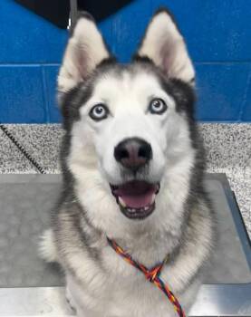 Hope -  Siberian Husky Dog for Adoption in Golden, Colorado - Hope | PetCurious