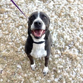 Pit Bull Terrier and Mixed Breed Dogs Available for Adoption - Max | PetCurious