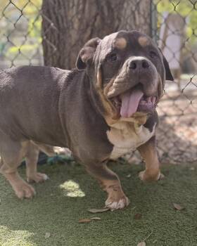 American Bulldog Dogs Available for Adoption - Dude | PetCurious