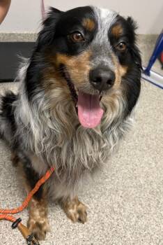 Australian Shepherd Dogs Available for Adoption in Vancouver, Washington - Fantasma | PetCurious