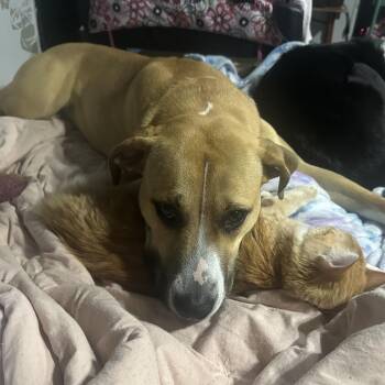 Winnie -  Pit Bull Terrier and German Shepherd Dog Dog for Adoption in Cashmere, Washington - Winnie | PetCurious