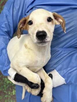 Rescue Terrier and Mixed Breed Dogs for Adoption in San Antonio, Texas - Easter Bunny | PetCurious