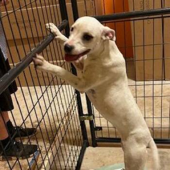 Pit Bull Terrier and Labrador Retriever Dogs Available for Adoption in San Saba, Texas - Luna | PetCurious