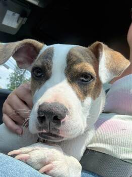 ELI -  Boxer Dog for Adoption in Holbrook, New York - ELI | PetCurious