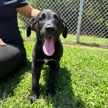 Isaac -  Husky and Mixed Breed Dog for Adoption in Roxboro, North Carolina - Isaac | PetCurious