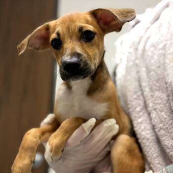 Mixed Breed Dogs Available for Adoption in Houston, Texas - Latte | PetCurious