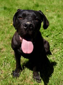 Cane Corso Dogs Available for Adoption in Cleveland, Ohio - Marco | PetCurious