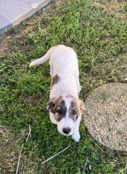 Mixed Breed Dogs Available for Adoption - GIGI | PetCurious