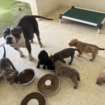 LOPER 3428 -  Staffordshire Bull Terrier and Mixed Breed Dog for Adoption in Loxahatchee Groves, Florida - LOPER 3428 | PetCurious