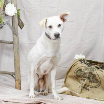 Labrador Retriever Dogs Available for Adoption in Defuniak Springs, Florida - Vaughn | PetCurious