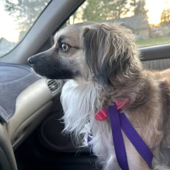 Papillon and Spaniel Dogs Available for Adoption in Benton City, Washington - Roxanne | PetCurious
