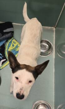 Rescue Australian Cattle Dog Blue Heeler Dogs for Adoption in Roanoke, Virginia - Toupee | PetCurious