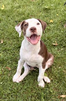 Onni -  Hound and Mixed Breed Dog for Adoption in Minneapolis, Minnesota - Onni | PetCurious