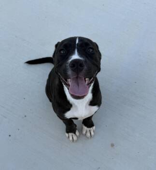 American Staffordshire Terrier and American Bulldog Dogs Available for Adoption in Haslet, Texas - Clover | PetCurious