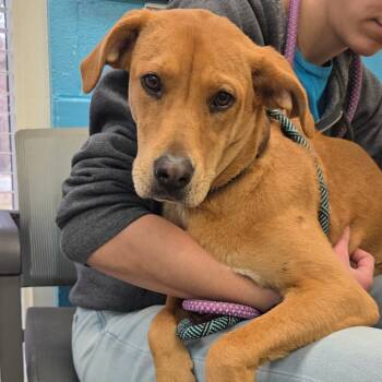 Rescue Pit Bull Terrier Dogs for Adoption in Troy, Virginia - Happy Meal | PetCurious