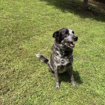 Alex -  Australian Cattle Dog Blue Heeler Dog for Adoption in Lynchburg, Virginia - Alex | PetCurious