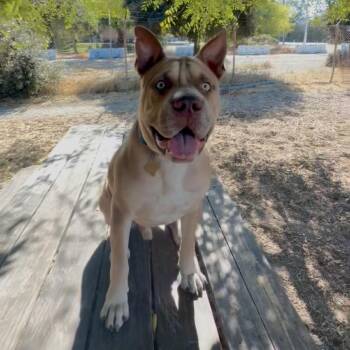 GUS -  Pit Bull Terrier and Mixed Breed Dog for Adoption in Richmond, California - GUS | PetCurious