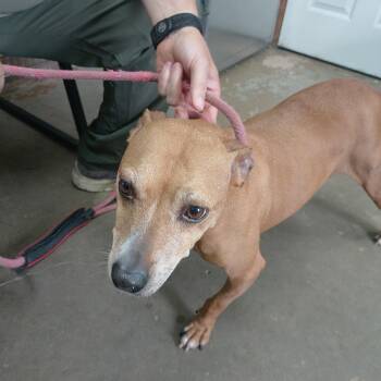 26-073 -  Shepherd Dog for Adoption in Carrollton, Ohio - 26-073 | PetCurious
