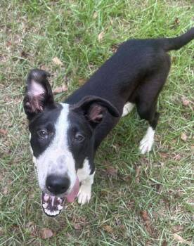 Rescue Border Collie and Mixed Breed Dogs for Adoption in Demopolis, Alabama - Louise | PetCurious