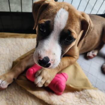 Benjamin Franklin -  Mixed Breed Dog for Adoption in Buford, Georgia - Benjamin Franklin | PetCurious