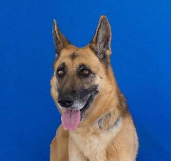 LEIA -  German Shepherd Dog Dog for Adoption in Pasadena, California - LEIA | PetCurious