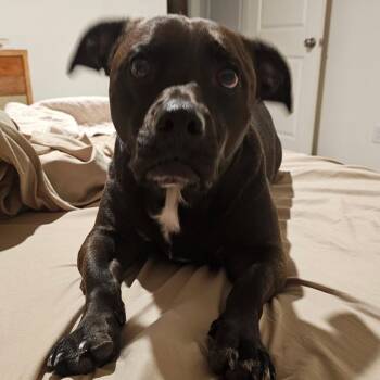 Evander Holyfield -  Boxer Dog for Adoption in Savannah, Georgia - Evander Holyfield | PetCurious