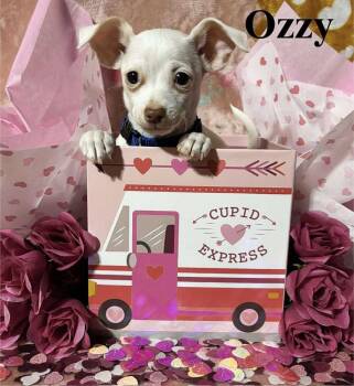 Chihuahua Dogs Available for Adoption - Ozzy | PetCurious