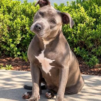 Barbara -  Pit Bull Terrier Dog for Adoption in Syosset, New York - Barbara | PetCurious